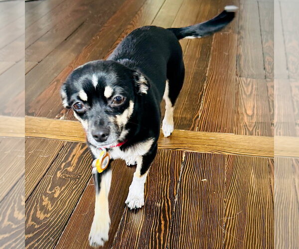 Medium Photo #2 Toy Rat Doxie Puppy For Sale in Atlanta, GA, USA