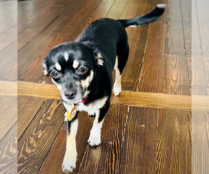 Chili (VA) - Female Toy Rat Doxie Dog for Adoption - Photo #2