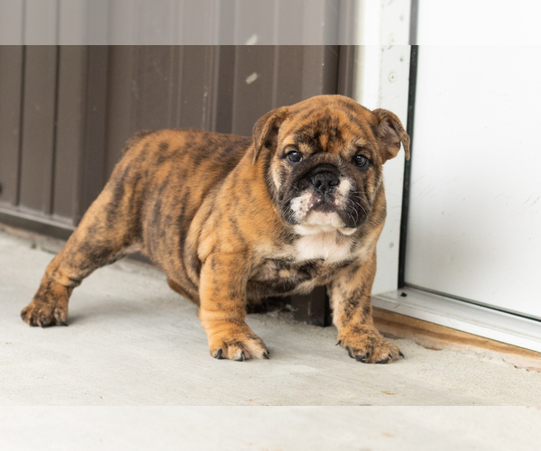 Medium Photo #3 English Bulldog Puppy For Sale in BOURBON, IN, USA
