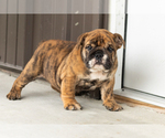 Bella - Female English Bulldog Puppy for Sale - Photo #3