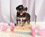 Puppy 4 Bernese Mountain Dog-Siberian Husky Mix