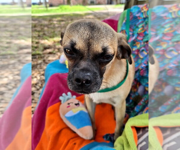 Medium Photo #1 Puggat Puppy For Sale in Missouri City, TX, USA