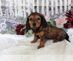 Small #7 Dachshund
