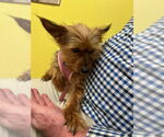Small #3 Mutt