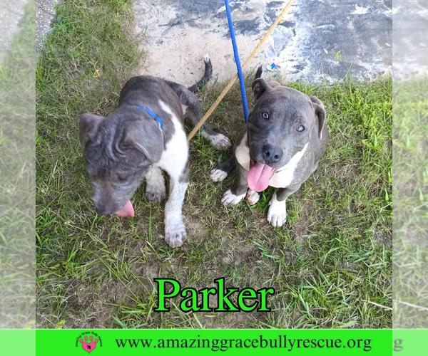 Medium Photo #8 American Bulldog-Unknown Mix Puppy For Sale in Pensacola, FL, USA