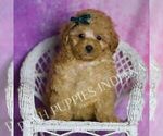 Small Photo #113 Maltipoo (Miniature) Puppy For Sale in WARSAW, IN, USA