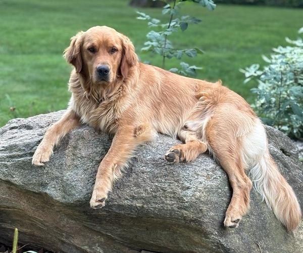 Medium Photo #1 Golden Retriever Puppy For Sale in TAOPI, MN, USA