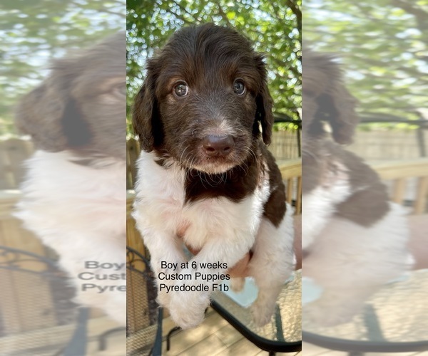 Medium Photo #6 Pyredoodle Puppy For Sale in GEORGETOWN, TX, USA
