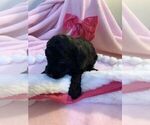 Small Photo #26 Goldendoodle Puppy For Sale in DYERSBURG, TN, USA
