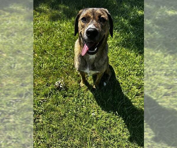 Medium Photo #1 Plott Hound-Unknown Mix Puppy For Sale in Grovetown, GA, USA