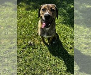 Plott Hound-Unknown Mix Dogs for adoption in Grovetown, GA, USA