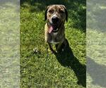 Small Plott Hound Mix