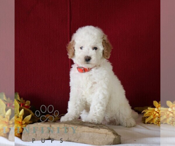 Medium Photo #3 Poodle (Miniature) Puppy For Sale in GORDONVILLE, PA, USA