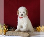 Small #2 Poodle (Miniature)
