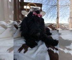 Small Photo #4 Maltipoo Puppy For Sale in LANCASTER, MO, USA