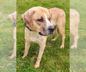 Anatolian Shepherd Dogs for adoption in Akron, OH, USA