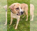 Small Anatolian Shepherd