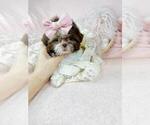 Small #30 Shih Tzu