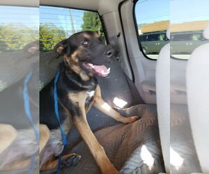 Staffordshire Bull Terrier Dogs for adoption in Marina Del Rey, CA, USA