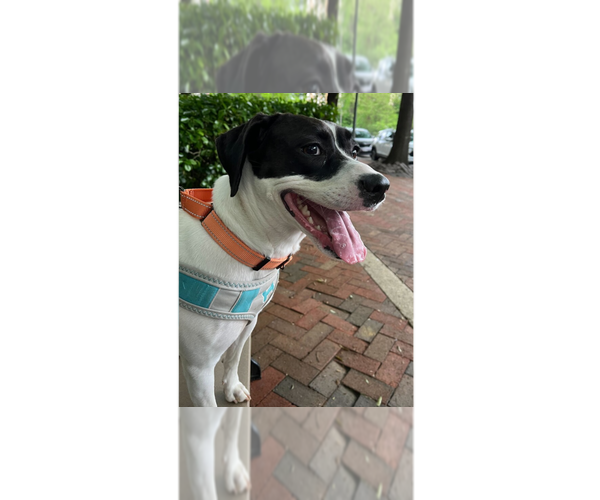 Medium Photo #4 Jack Russell Terrier-Pointer Mix Puppy For Sale in Greenbelt, MD, USA