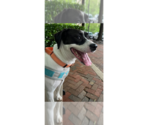 Small #3 Jack Russell Terrier-Pointer Mix