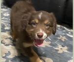 Puppy Pinot Australian Shepherd