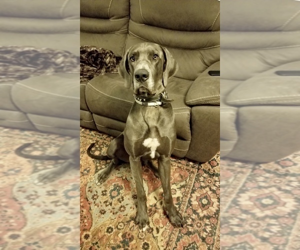 Medium Photo #1 Great Dane Puppy For Sale in WINSTON-SALEM, NC, USA