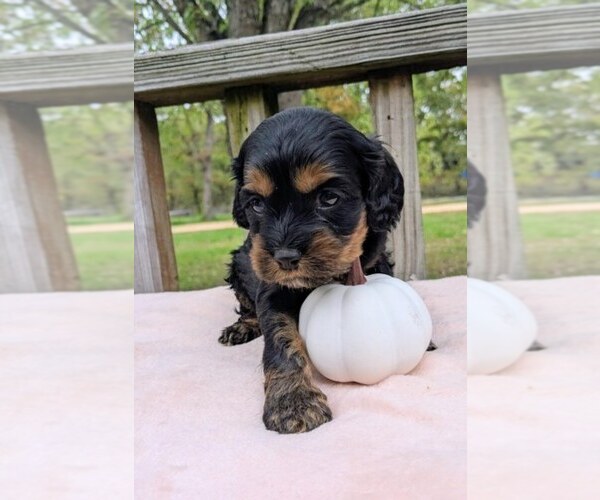 Medium Photo #11 Cock-A-Poo Puppy For Sale in SALEM, MO, USA