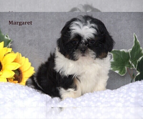 Medium Photo #11 Shih Tzu Puppy For Sale in CLARE, MI, USA