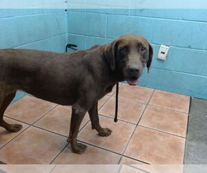 Labrador Retriever-Unknown Mix Dogs for adoption in Downey, CA, USA