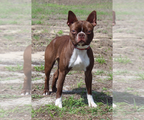 Medium Photo #2 Boston Terrier Puppy For Sale in BROOKSVILLE, FL, USA
