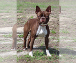 Small #1 Boston Terrier
