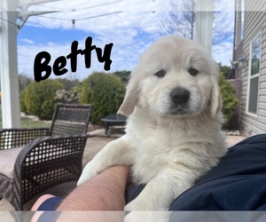 English Cream Golden Retriever Puppy for sale in CAPRON, IL, USA