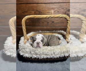 English Bulldog Puppy for sale in KINGWOOD, WV, USA