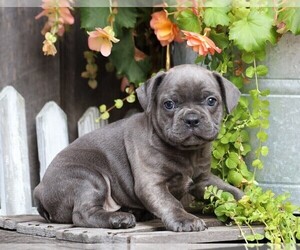 Faux Frenchbo Bulldog Puppy for sale in FREDERICKSBG, OH, USA