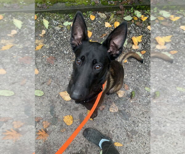 Medium Photo #3 Mutt Puppy For Sale in Imlay City, MI, USA