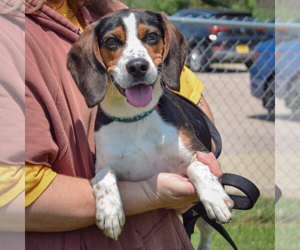 Medium Photo #5 Beagle Puppy For Sale in Huntley, IL, USA