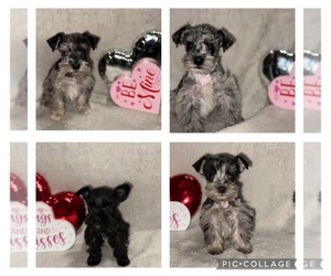 Schnauzer (Miniature) Litter for sale in LESLIE, AR, USA