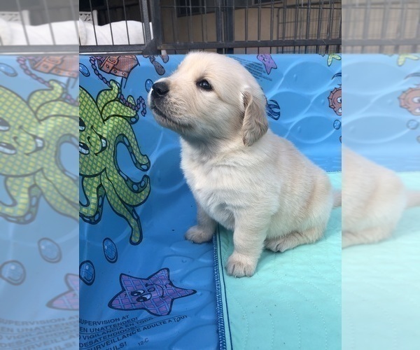 Medium Photo #2 Golden Retriever Puppy For Sale in THOUSAND OAKS, CA, USA