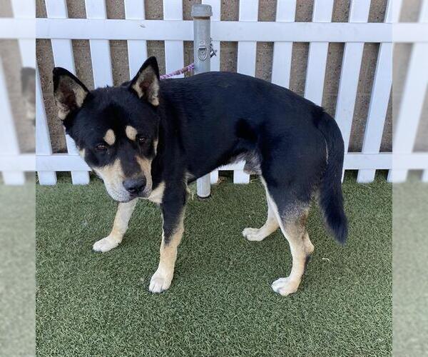 Medium Photo #1 Gerberian Shepsky Puppy For Sale in Modesto, CA, USA