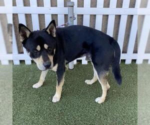 Gerberian Shepsky Dogs for adoption in Modesto, CA, USA