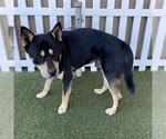 Small Gerberian Shepsky
