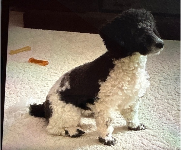 Medium Photo #1 Poodle (Miniature) Puppy For Sale in PERRYSVILLE, OH, USA