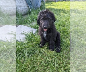 Australian Retriever-Goldendoodle Mix Puppy for sale in BOWLING GREEN, OH, USA