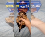 Small Photo #308 Yorkshire Terrier Puppy For Sale in AKRON, OH, USA