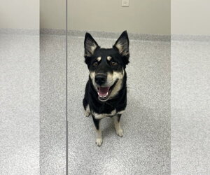 English Shepherd-Unknown Mix Dogs for adoption in Lancaster, PA, USA