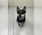 Small English Shepherd Mix