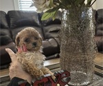 Small #4 Poodle (Toy)