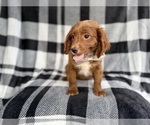 Small #6 Cavapoo (Miniature)