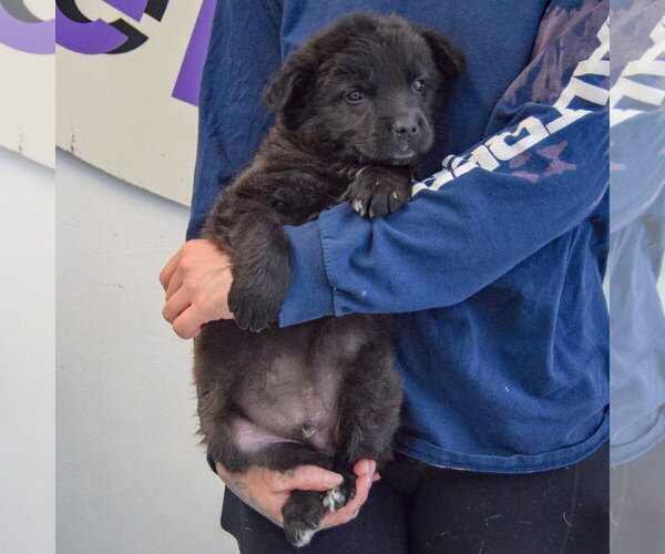 Medium Photo #4 Golden Retriever-Unknown Mix Puppy For Sale in Huntley, IL, USA